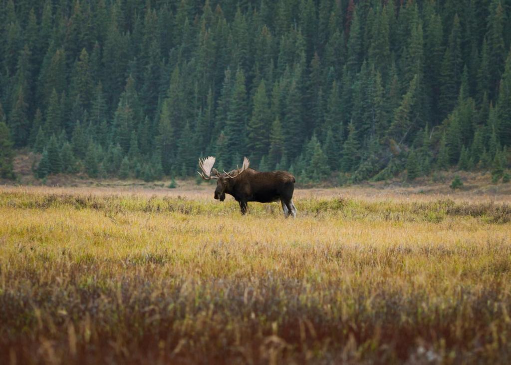 A Bear And Bison Country Inn Canmore Zewnętrze zdjęcie