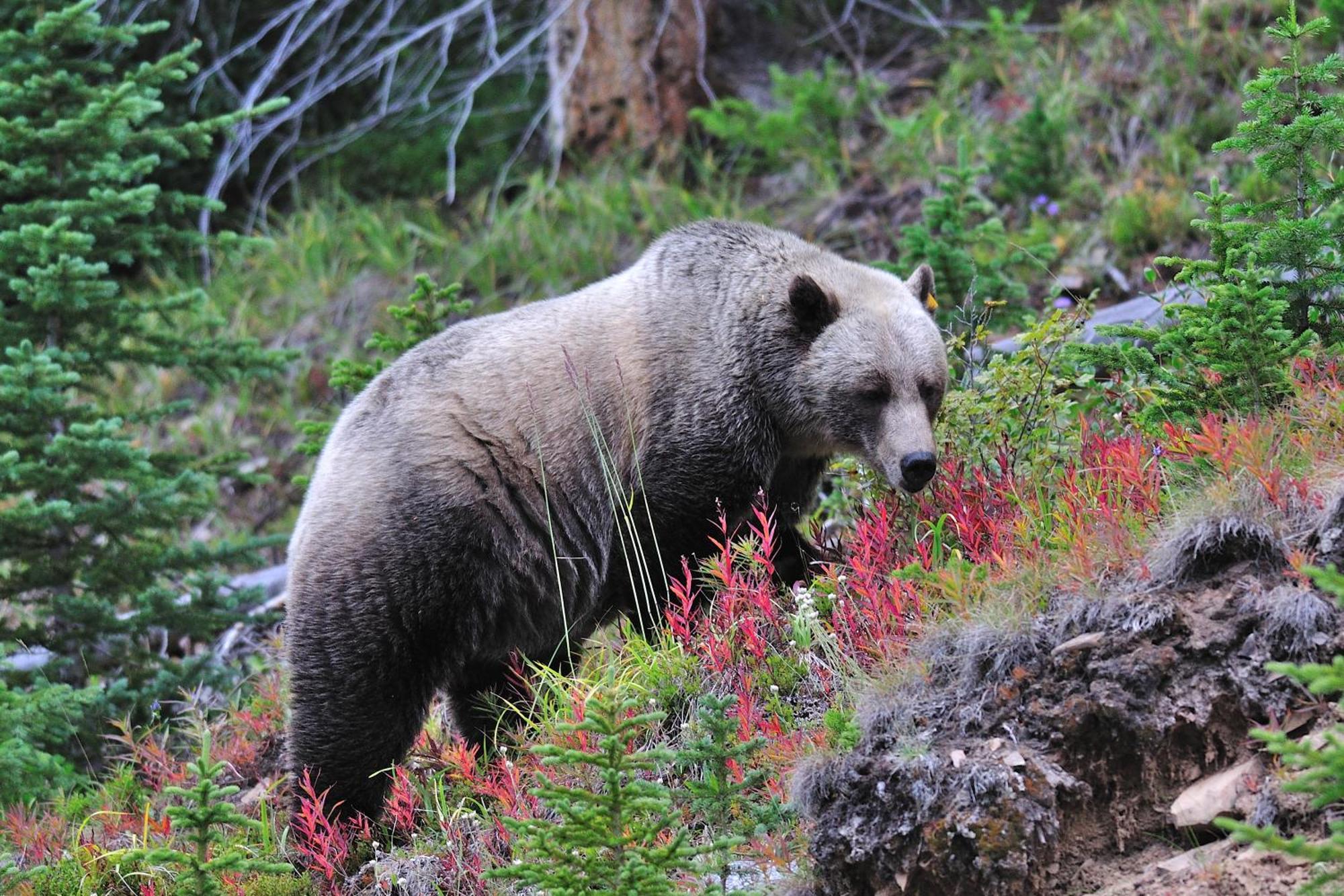 A Bear And Bison Country Inn Canmore Zewnętrze zdjęcie