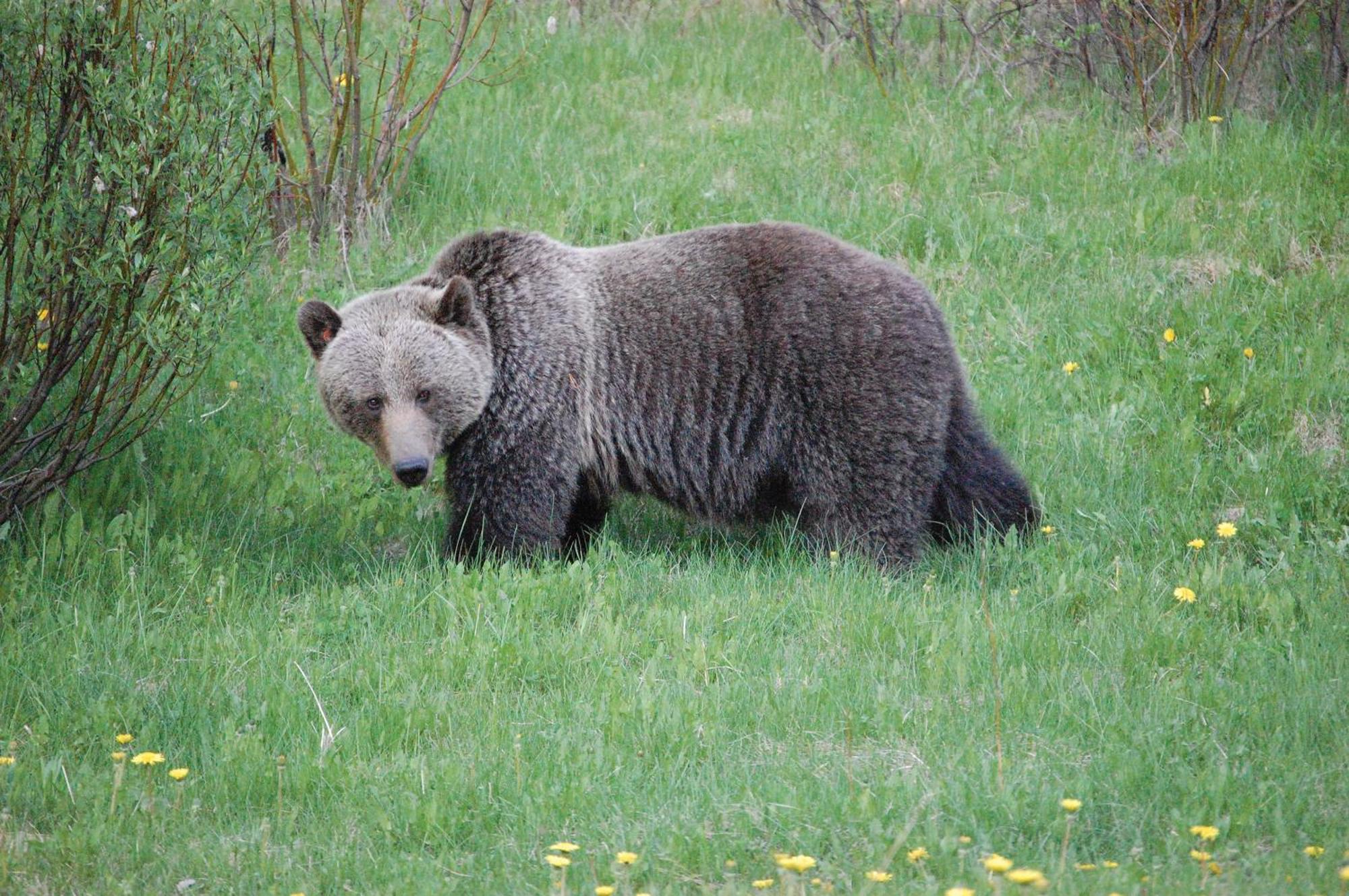 A Bear And Bison Country Inn Canmore Zewnętrze zdjęcie